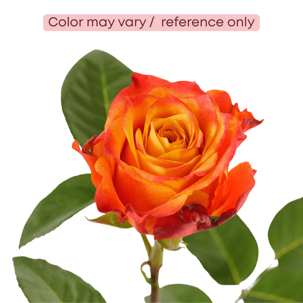 Rose Atomic Orange 50 Cm