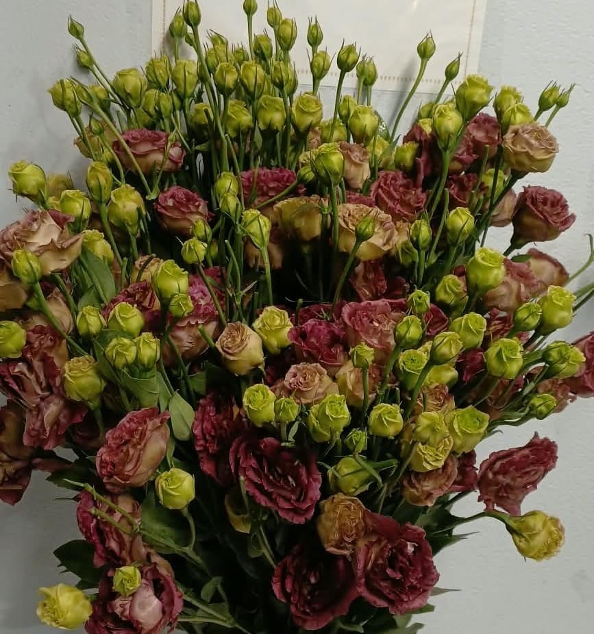 Lisianthus Rosanne Double Wine Chocolate 60/70 Cm Mx
