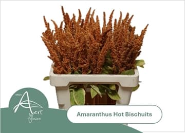 Amaranthus Upright Hot Bisquit Bronze 60 Cm