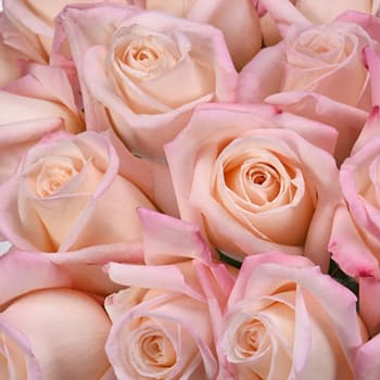 Rose Anna Pink Blush 40 Cm