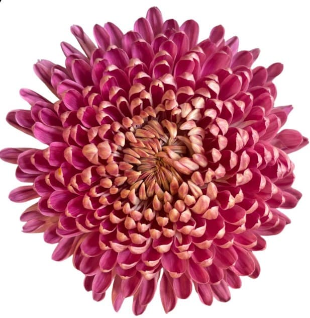 Mum Couture Pink Purple Dusty 70 Cm Ec