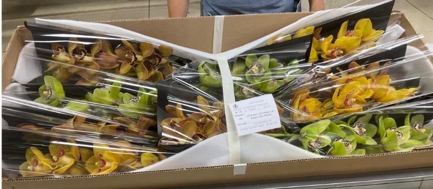 Cymbidium Fall Pack Assorted 8/11 Bl 60 Cm