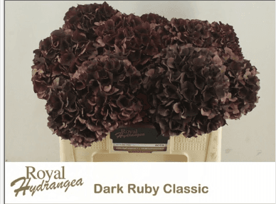 Hydrangea Ruby Red Classic Burgundy 50 Cm Nl