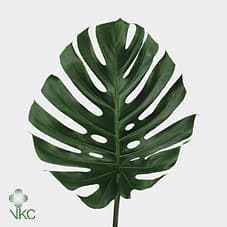 Monstera Leaves Large Cr 45-60 Cm