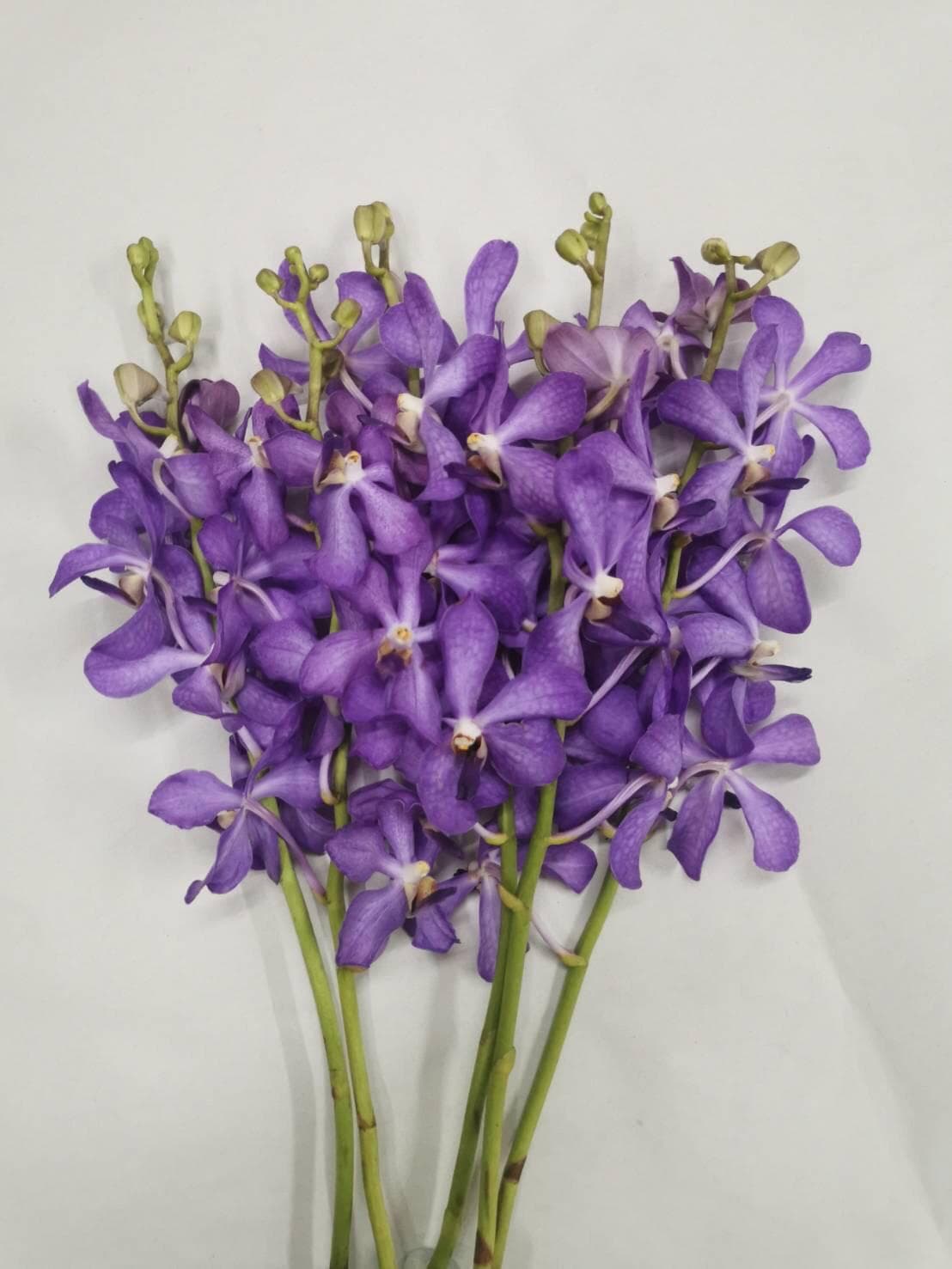 Orchid Lavender Jairak Mokara Purple L Jrk