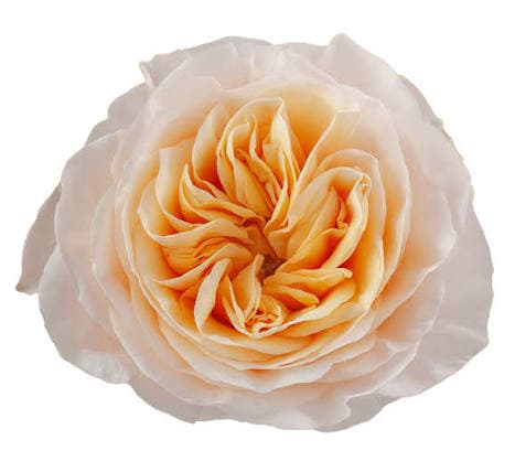 Rose (garden) Kings Cross Peachy Orange 50 Cm