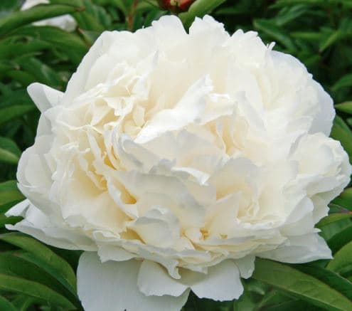 Peony Bowl Of Cream White 50 Cm