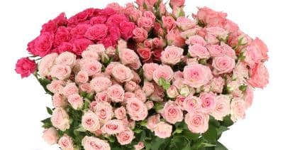 Rose (spray) Pink Assorted 40 Cm