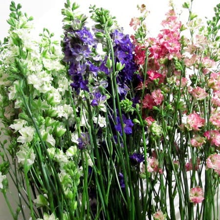Larkspur Assorted 80 Cm