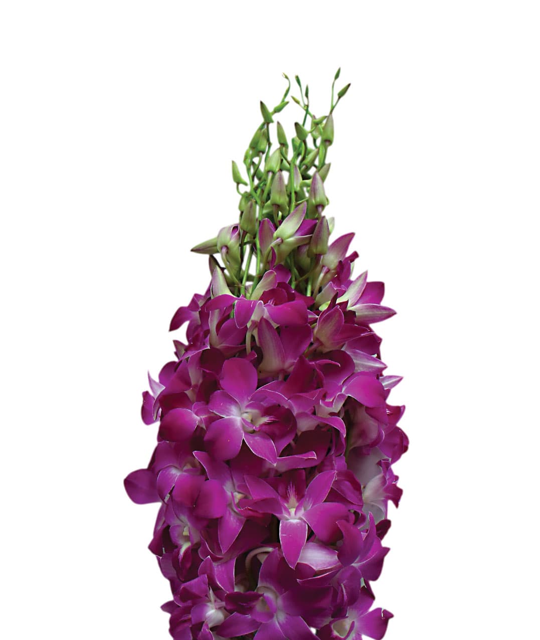 Dendrobium Sonia Rsn Purple Bic Ll 55-60 Cm