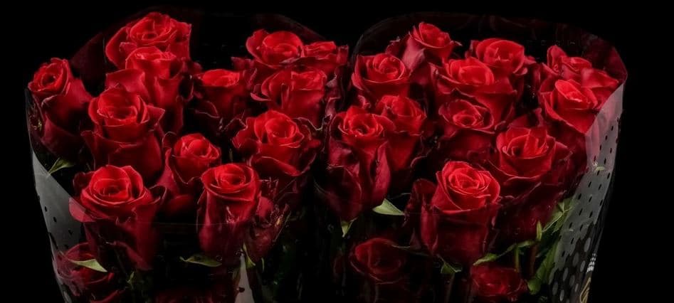 Rose Scarlatta Red Dark 50 Cm Ec