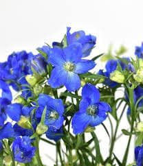 Delphinium Planet Spray Blue 50 Cm Ec
