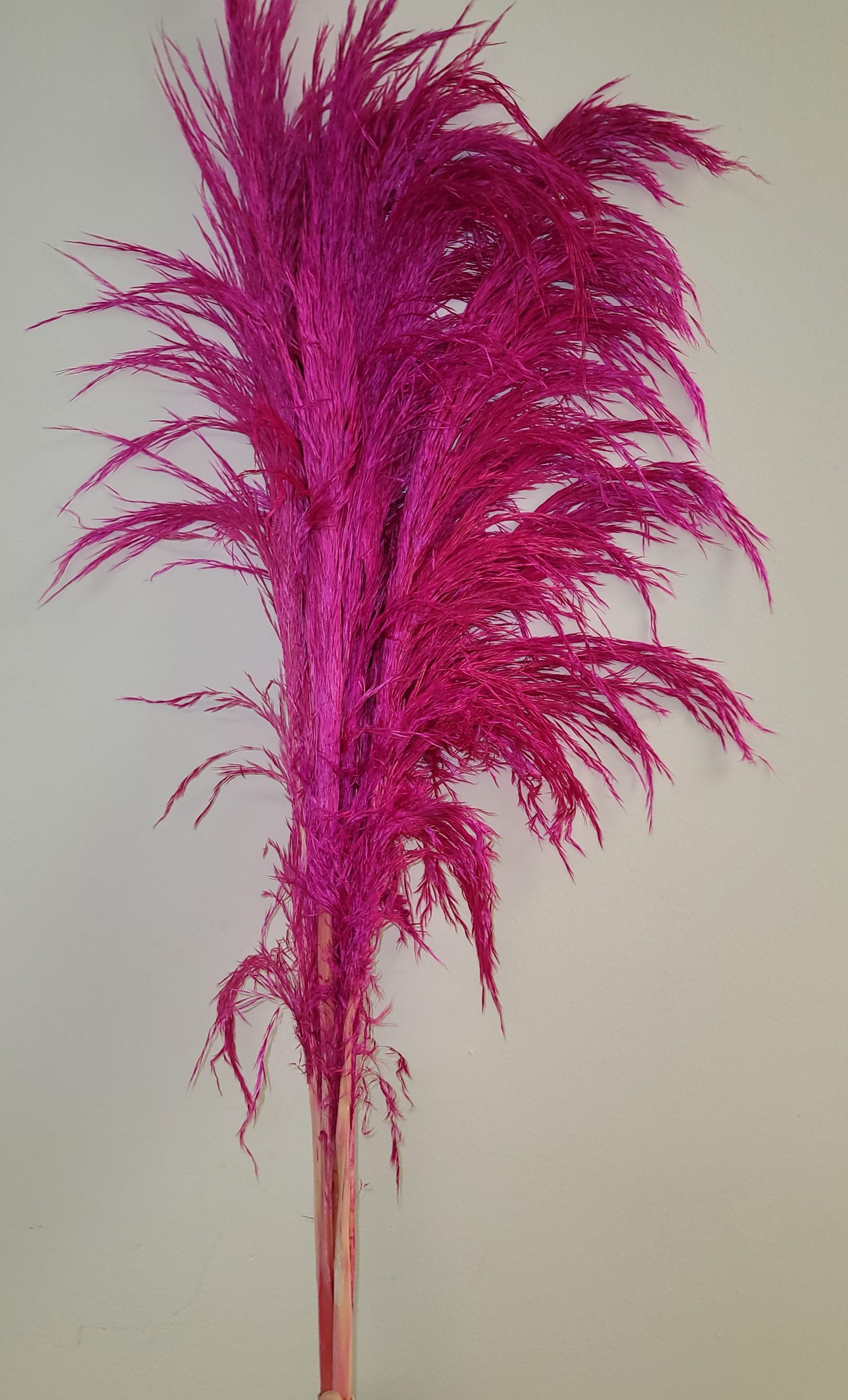 Pampas Tinted Grass Hot Pink 90 Cm