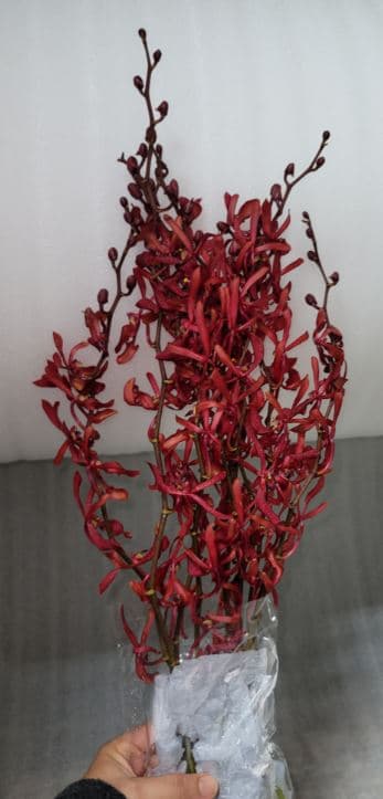 Orchid Mokara Aranda James Storie Red Ll 55-65 Cm - Js