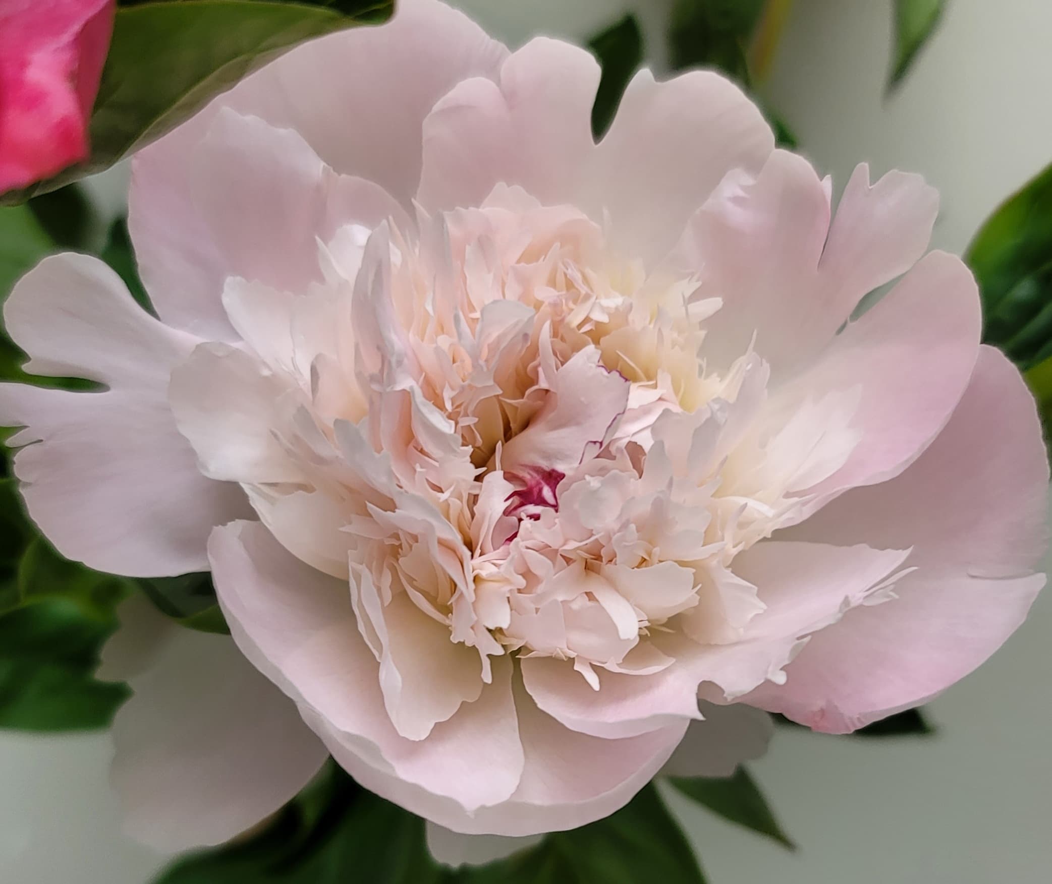 Peony Pecher Pink Blush 50 Cm