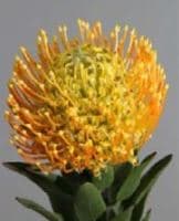 Protea Moonlight Pincushion Yellow 50 Cm