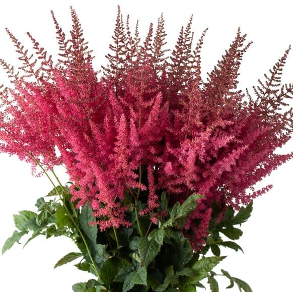 Astilbe Else Schluuck Pink Hot 50 Cm