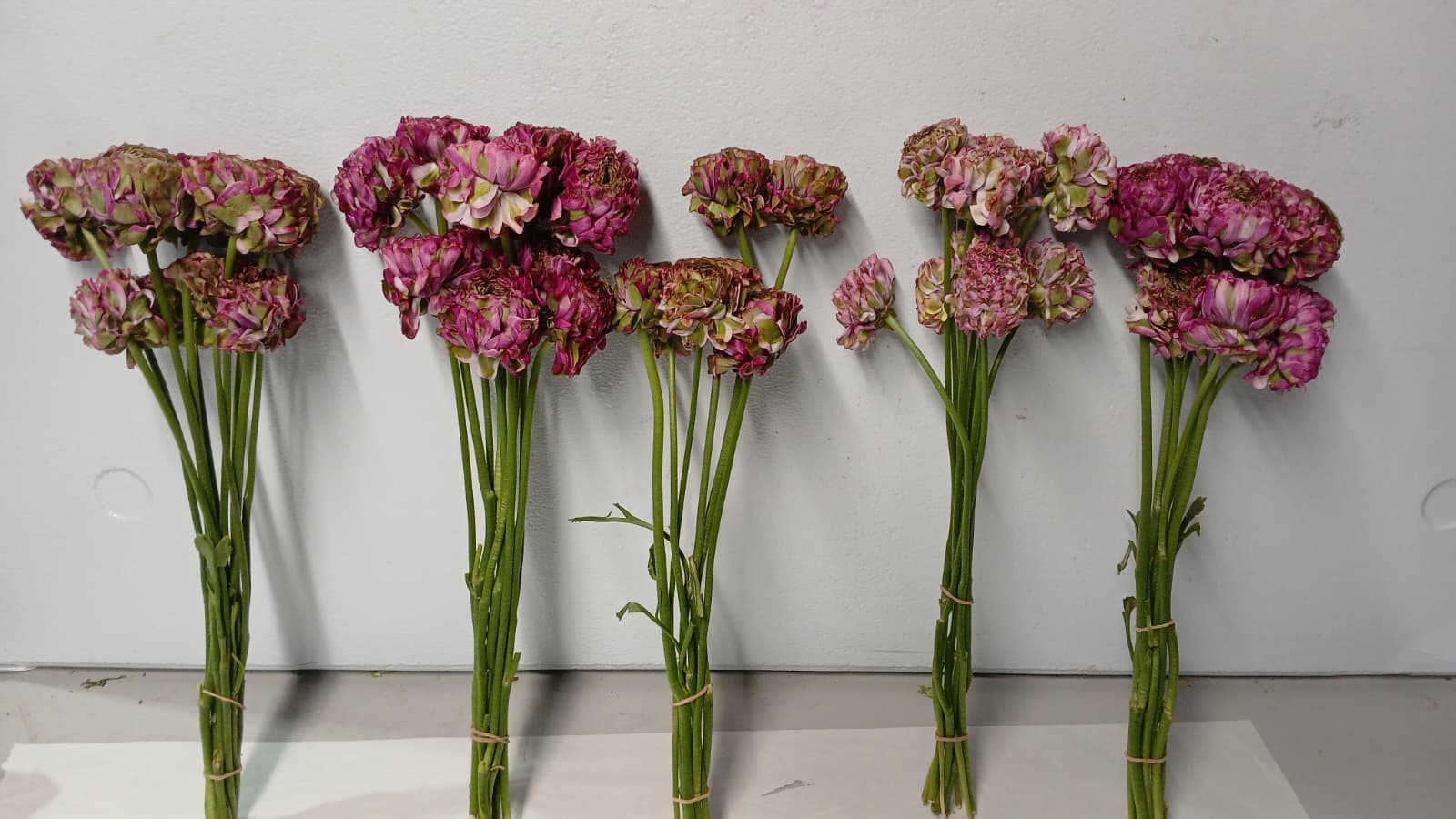 Ranunculus Malva Ponpon Purple Bic 40 Cm Ec