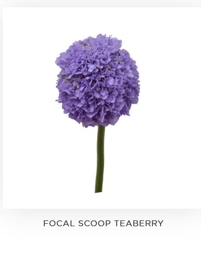 Scabiosa Scoop Focal Teaberry Lavender 50/60 Cm