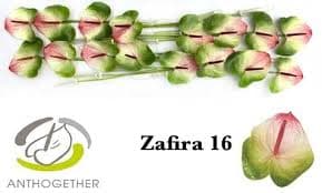 Anthurium Zafira Pink Green Bicolor 11 Cm Medium Nl - No Credit