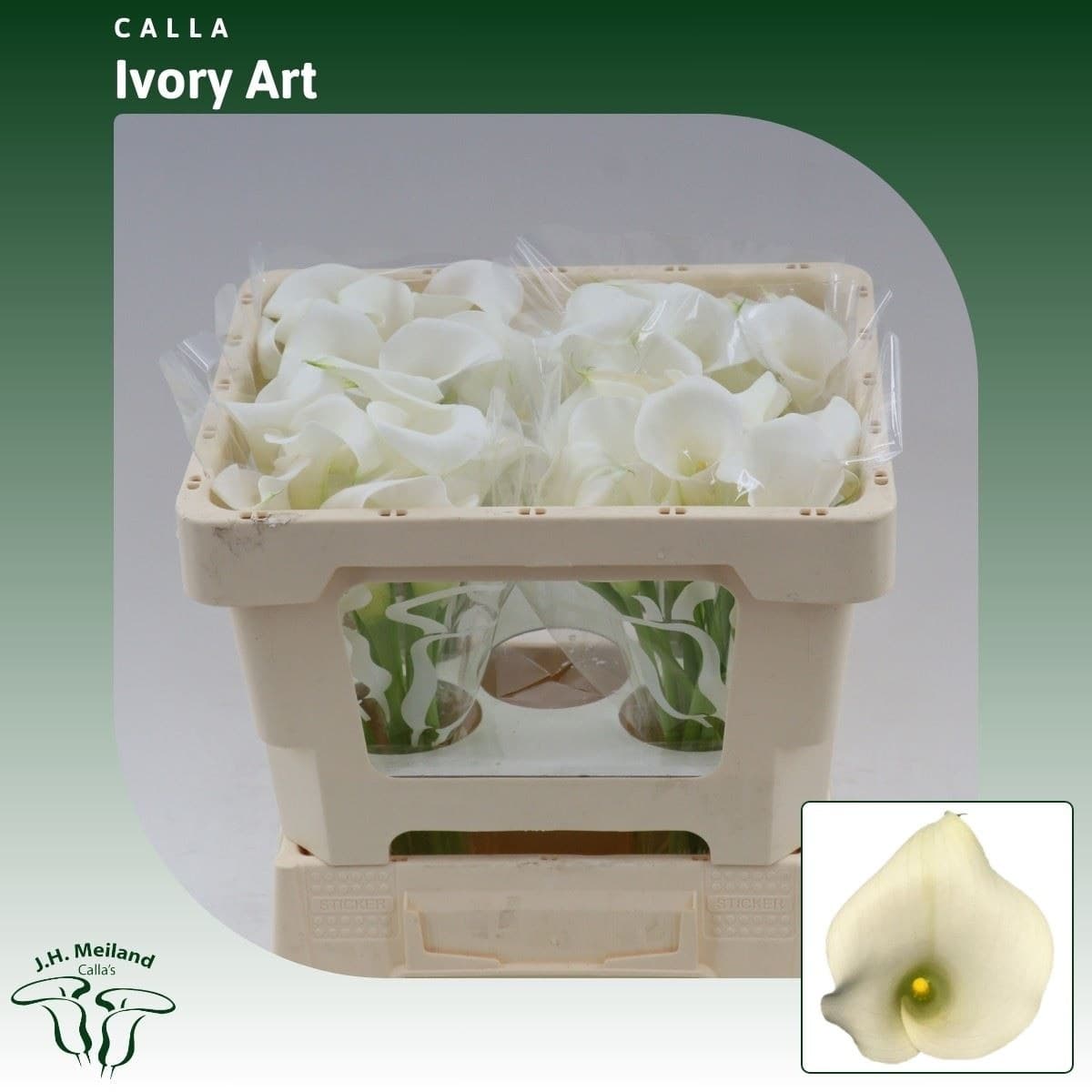 Calla (mini) Ivory Art White 45 Cm Nl