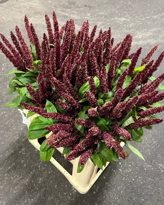 Amaranthus Upright Red 60 Cm