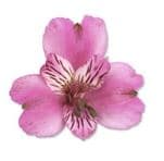 Alstro Stratus Pink Lavender Fancy