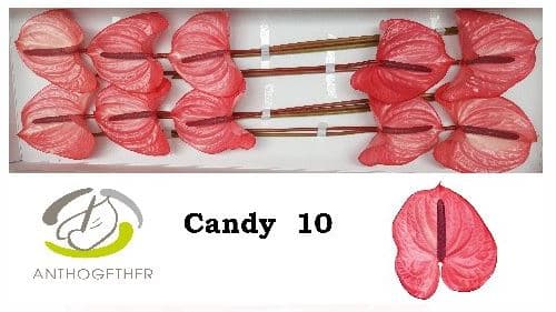 Anthurium Candy Pink Hot Medium Nl - No Credit Own Risk