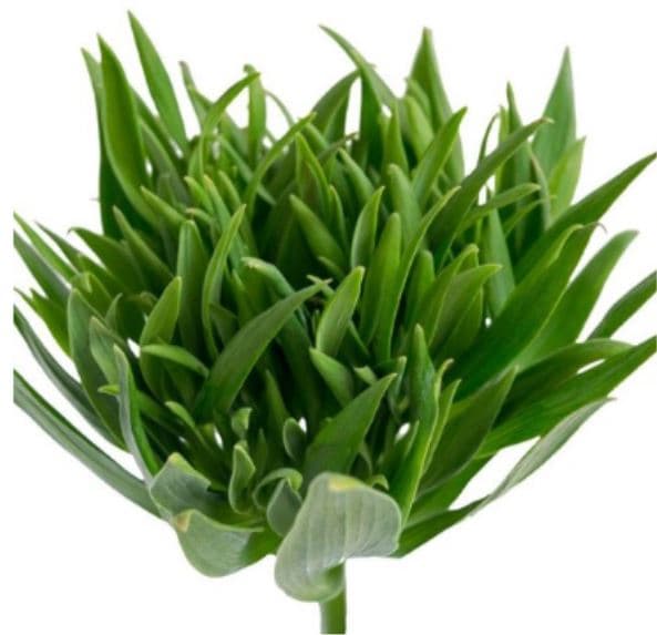 Alstro Planet Green Ec