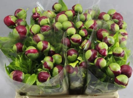 Peony Charm Red Burgundy 45 Cm
