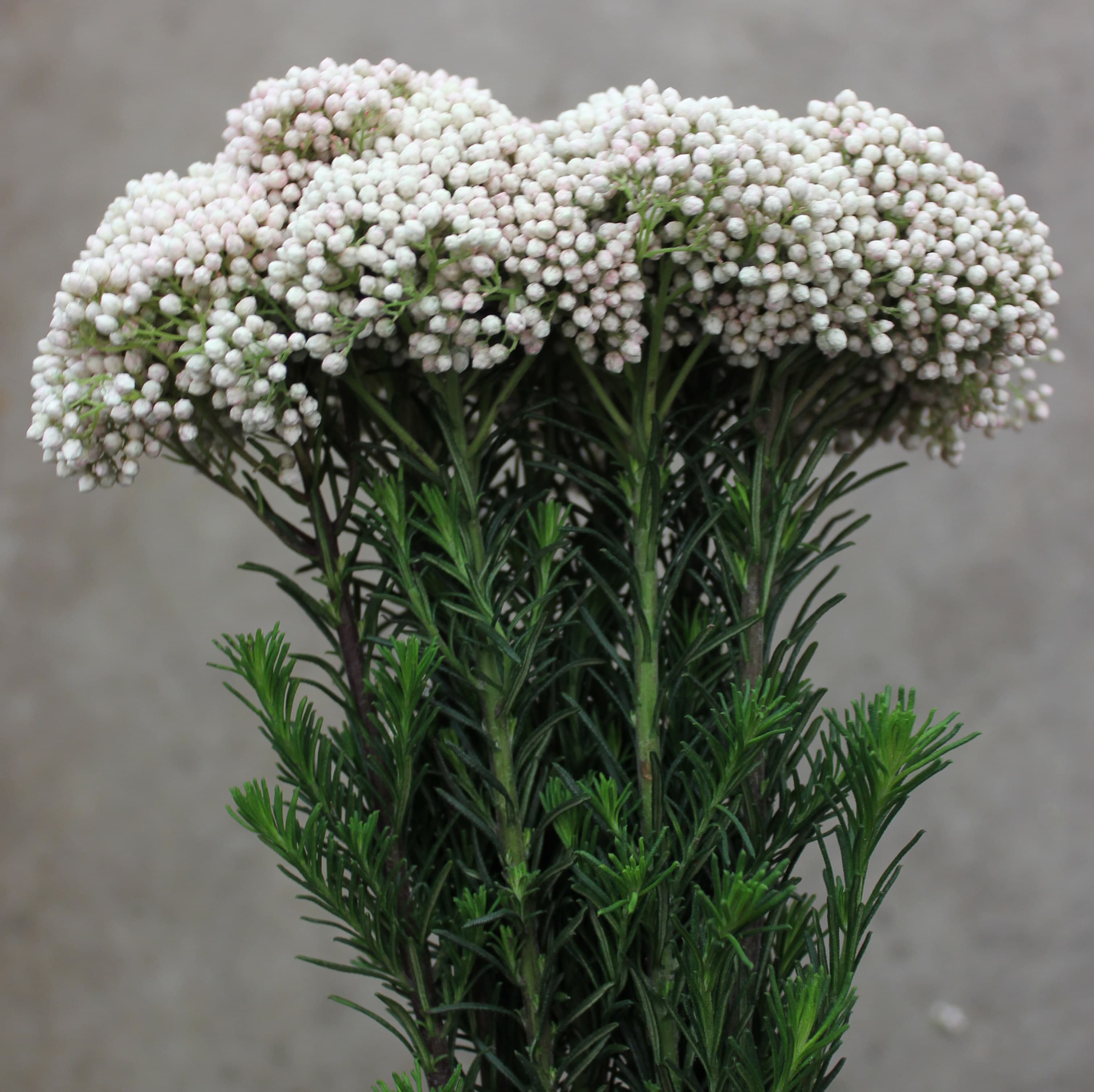 Novelty Riceflower White 50 Cm