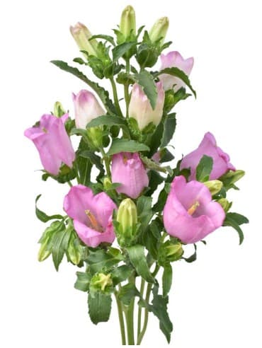 Novelty Campanula Pink 60 Cm