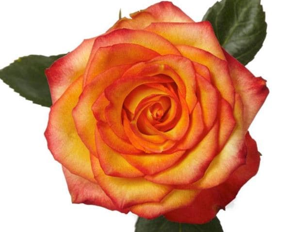 Rose High Magic Orange Yellow Bic 40 Cm