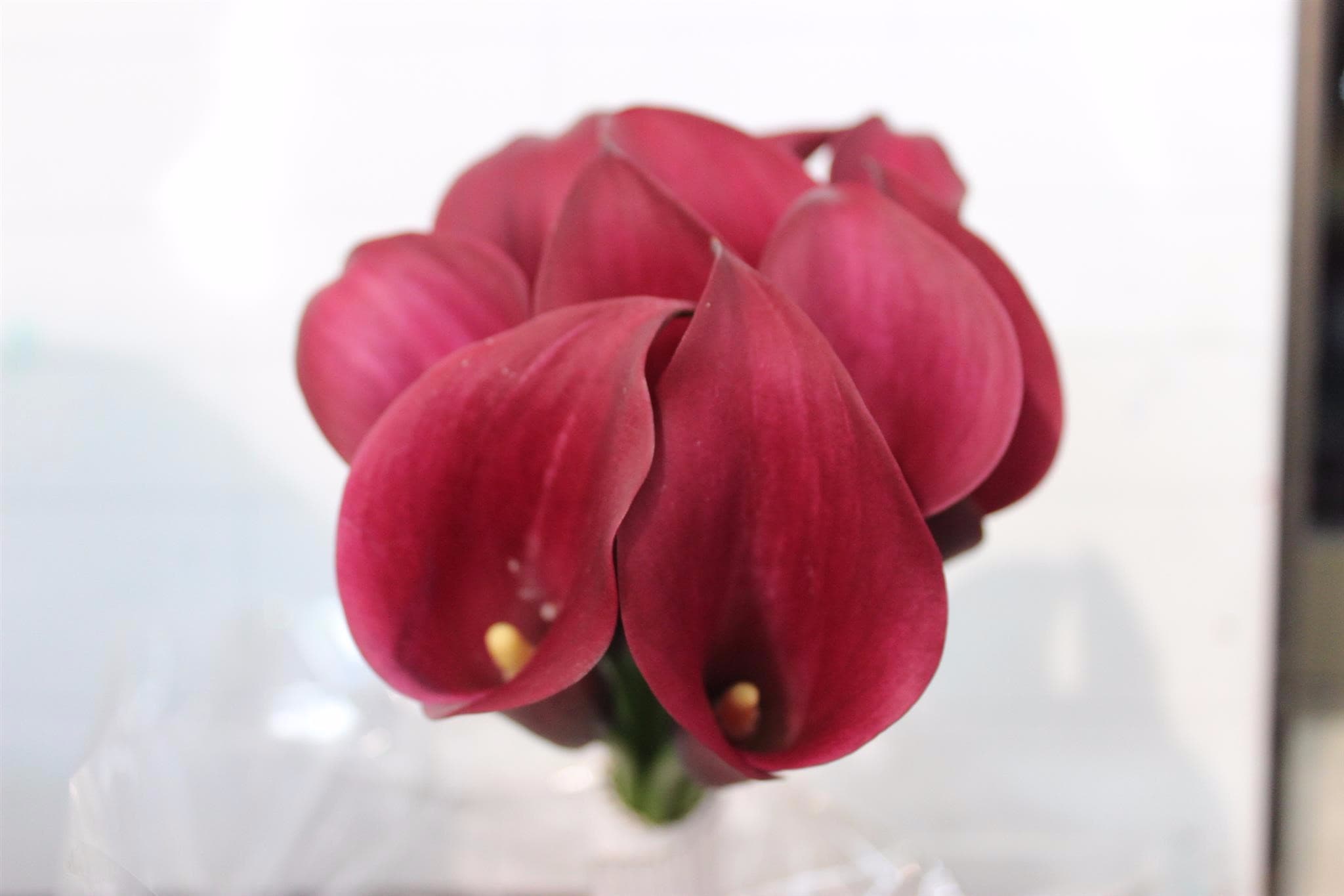 Calla (mini) Red Burgundy 40 Cm Nl