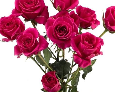 Rose (Spray) Pink Hot Gemstar 50 cm