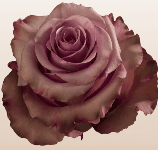 Rose Govinda Lavender Purple 50 Cm Sub. Amensia