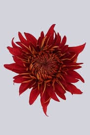 Mum Omaira Redish Rust 70 Cm