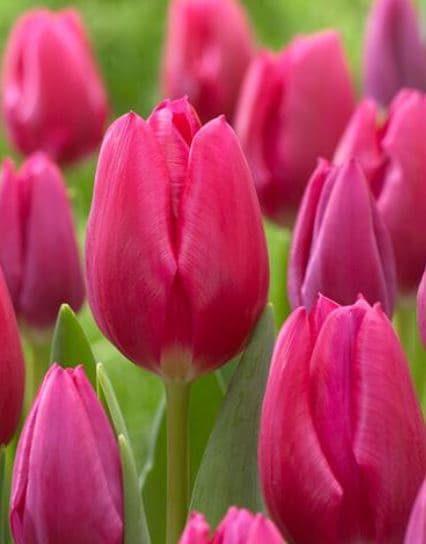 Tulip Ardour Pink Hot