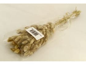 Preserved Bunny Tail Lagurus Natural 50 Gr