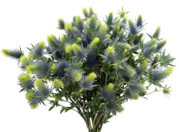 Eryngium Blue Super Nova 60 cm