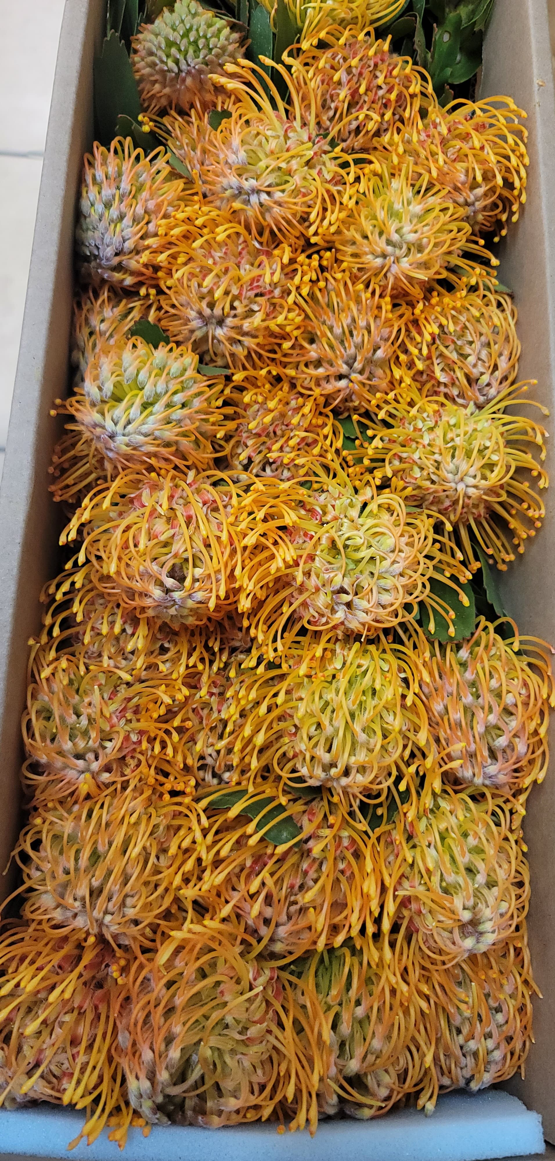Protea Gold Soleil Pincushion Orange 40 Cm