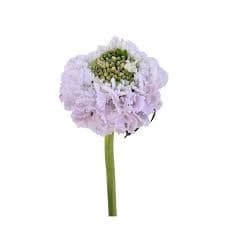 Scabiosa Scoop Sweetness Lavender Light Pink 50 Cm