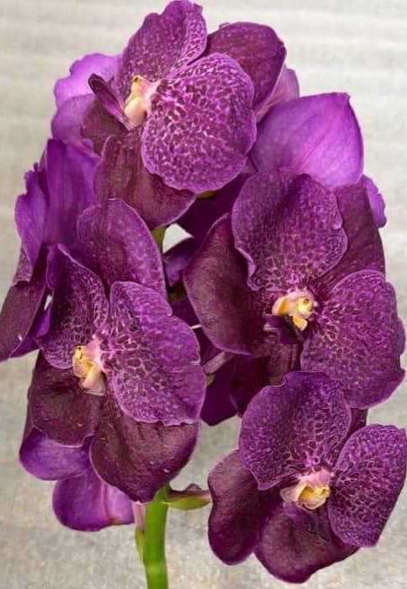 Orchid Vanda Dark Pink L / Ll