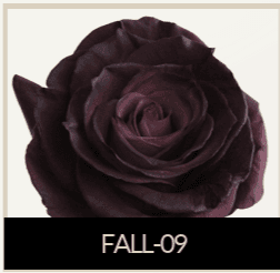 Rose Fall-09 Purple Dark Tint 50 Cm