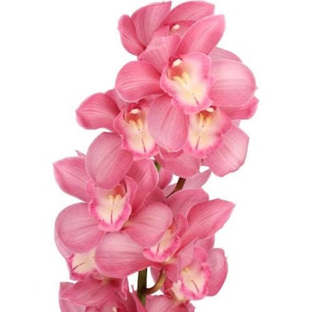 Cymbidium Gerry Pink 8/11 Bl 60 Cm
