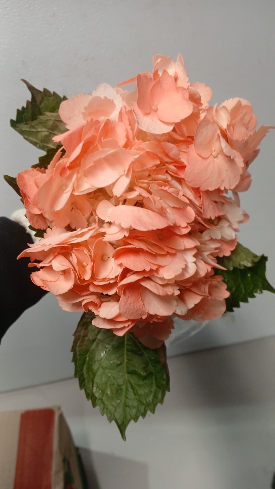 Hydrangea Tint Dyed Coral Select