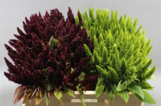 Amaranthus Upright Assorted 50 Cm