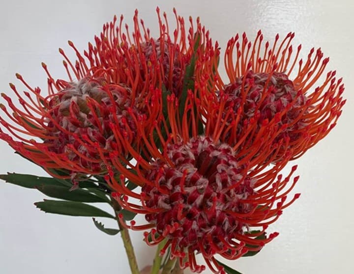 Protea Tango Pincushion Red Ora 40 Cm Hairy