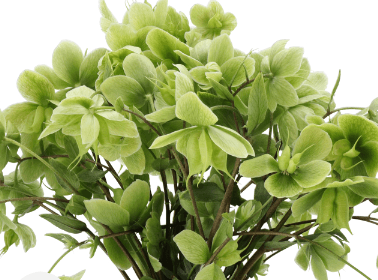 Helleborus Winterbells Green 30 Cm