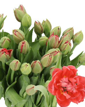 Tulip Double Reminder Orange Nl